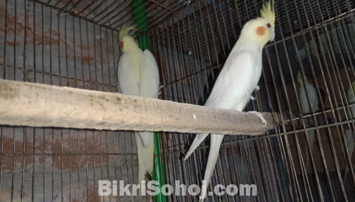 Lutino kokatel mastar pair